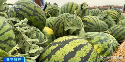 山东两位网红吃瓜,山东网红挑战“极限吃瓜”大比拼 第1张 山东两位网红吃瓜,山东网红挑战“极限吃瓜”大比拼 第1张